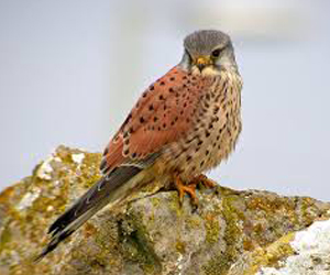 Шонхор (Начин шонхор)